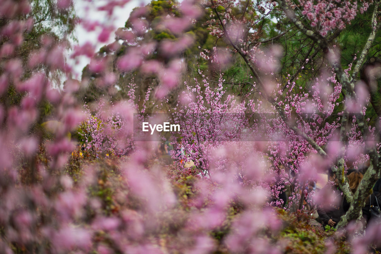 Close-up of pink cherry blossoms in spring