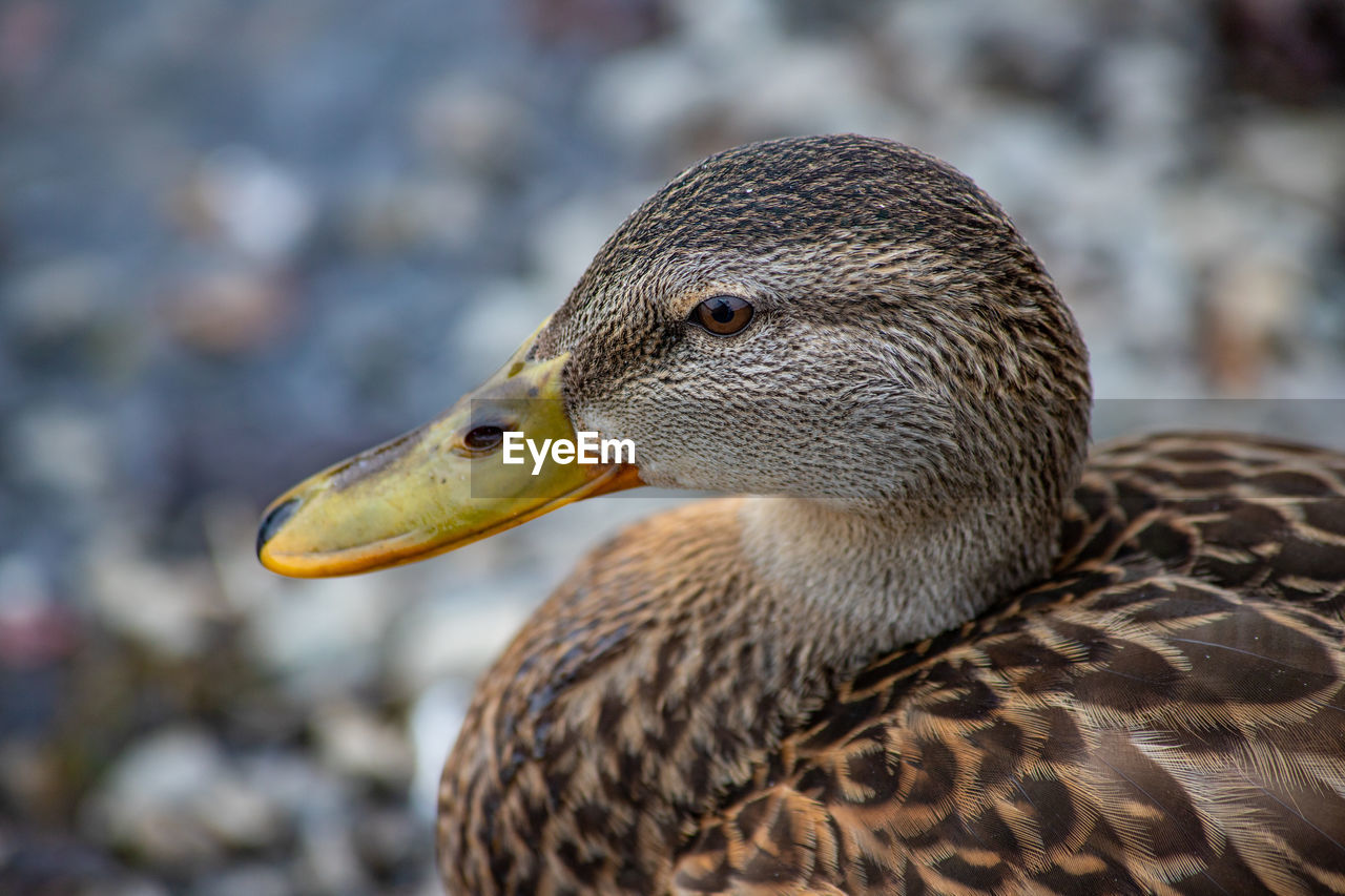 Close up of mallard duck