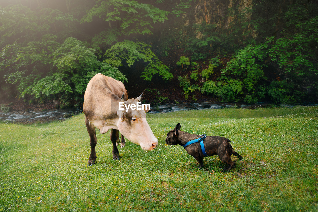 French bulldog dog playing with cow on field against forest during summer