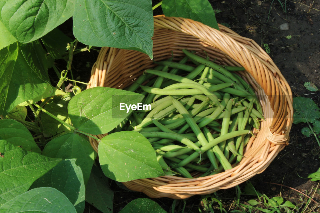 HIGH ANGLE VIEW OF FRESH GREEN LEAVES IN BASKET