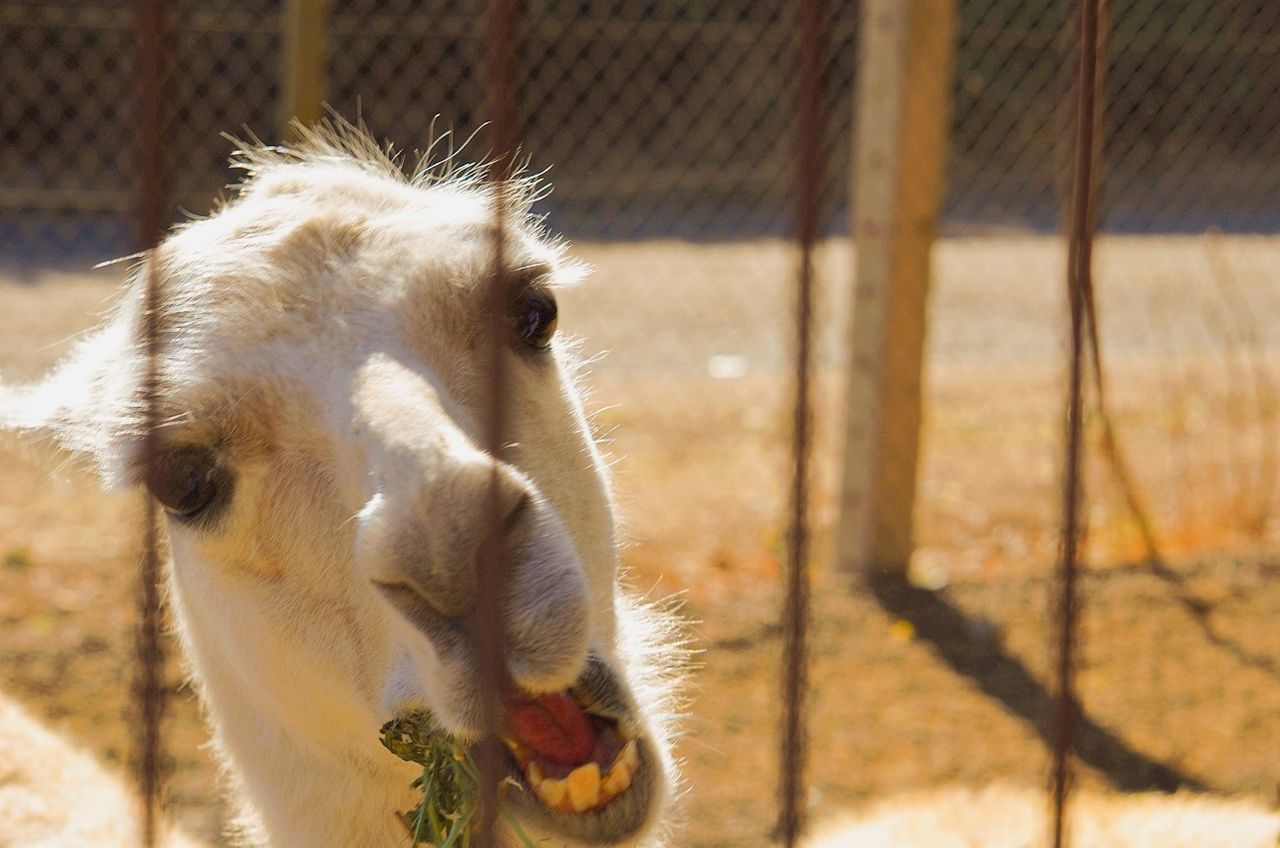 Close-up of llama eating in barn