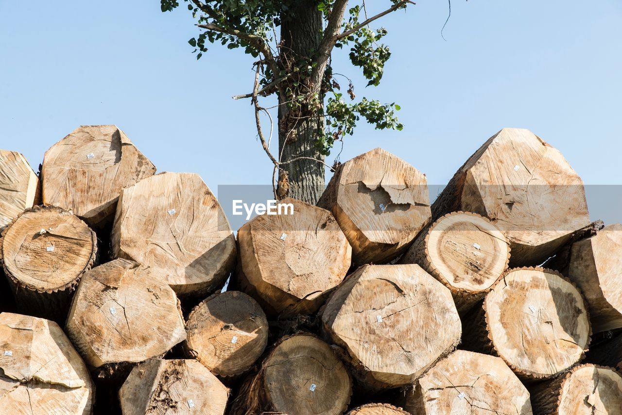 STACK OF LOGS