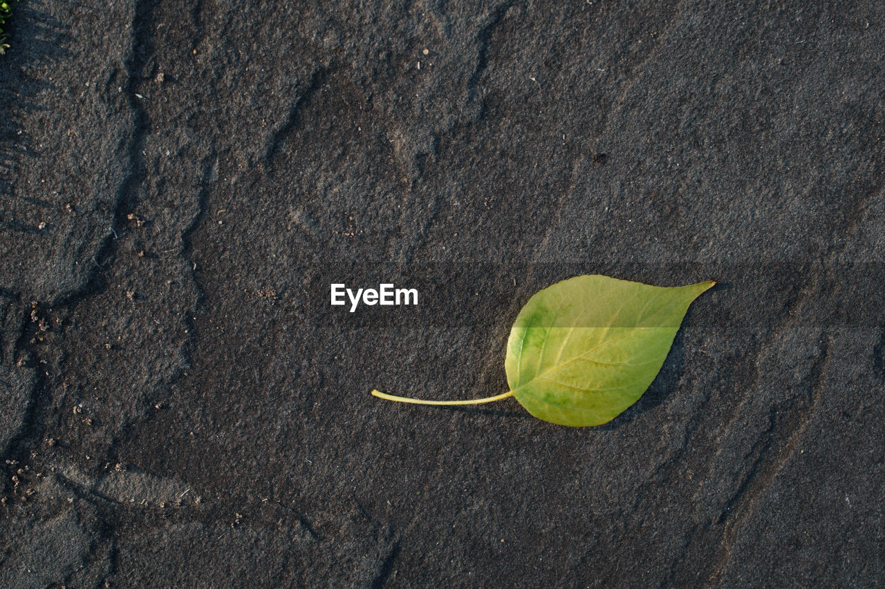 CLOSE-UP OF FRESH GREEN LEAF ON TREE