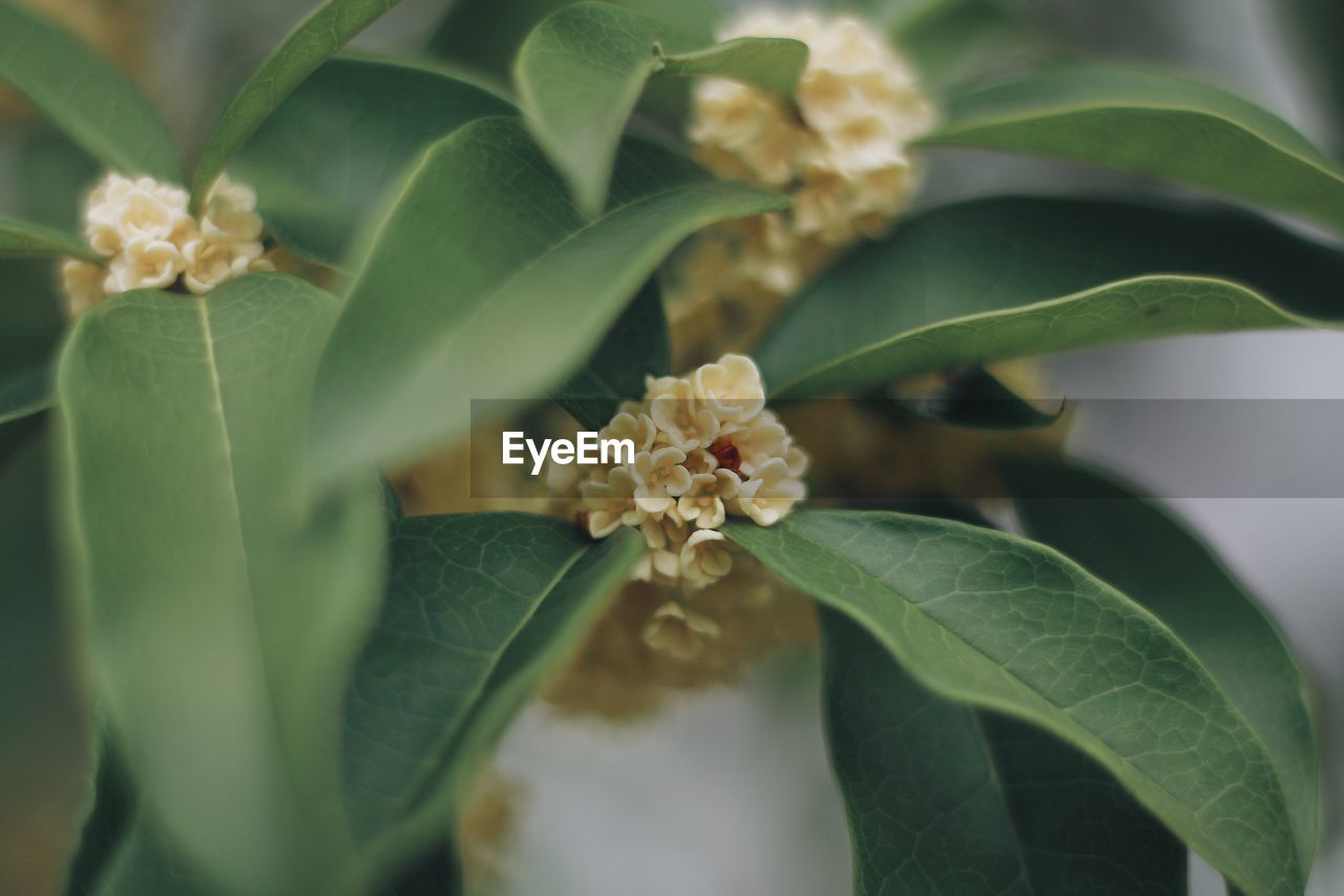 CLOSE-UP OF FLOWER