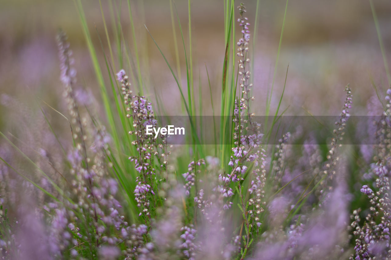 CLOSE-UP OF PURPLE FLOWERING PLANTS ON LAND