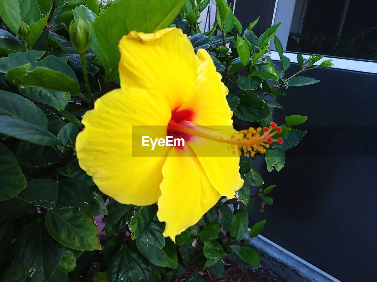 CLOSE-UP OF YELLOW FLOWER BLOOMING IN PARK