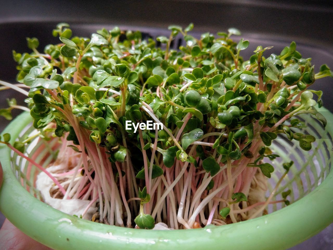 HIGH ANGLE VIEW OF VEGETABLES IN CONTAINER