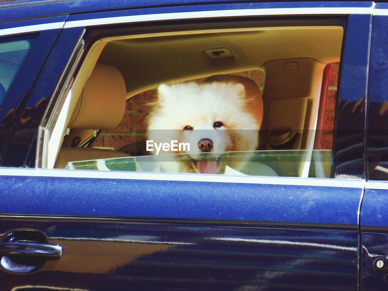 Portrait of dog in car