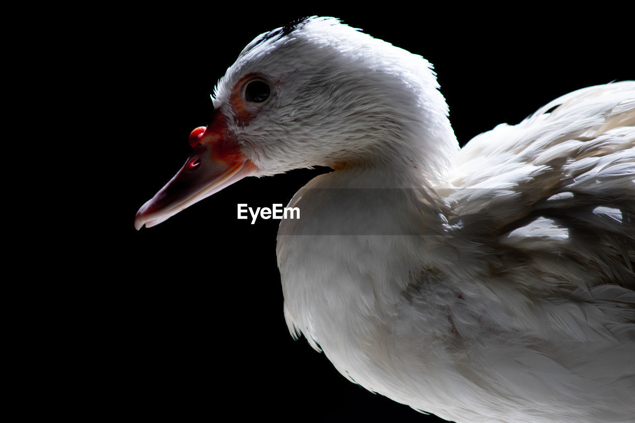 CLOSE-UP OF A WHITE BIRD