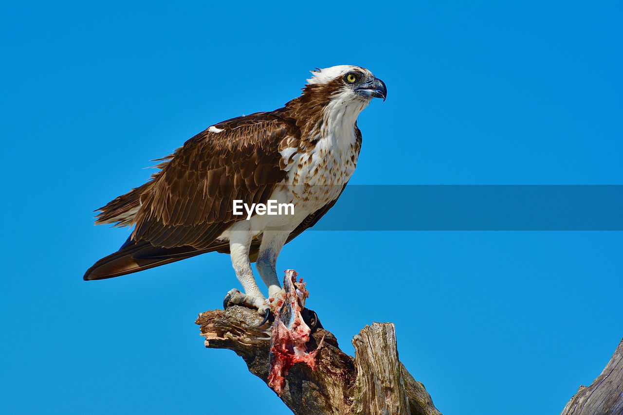 Osprey holding her prey perched against blue sky