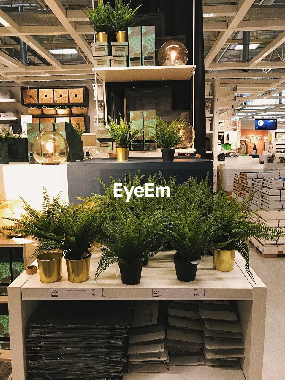 Potted plants in store