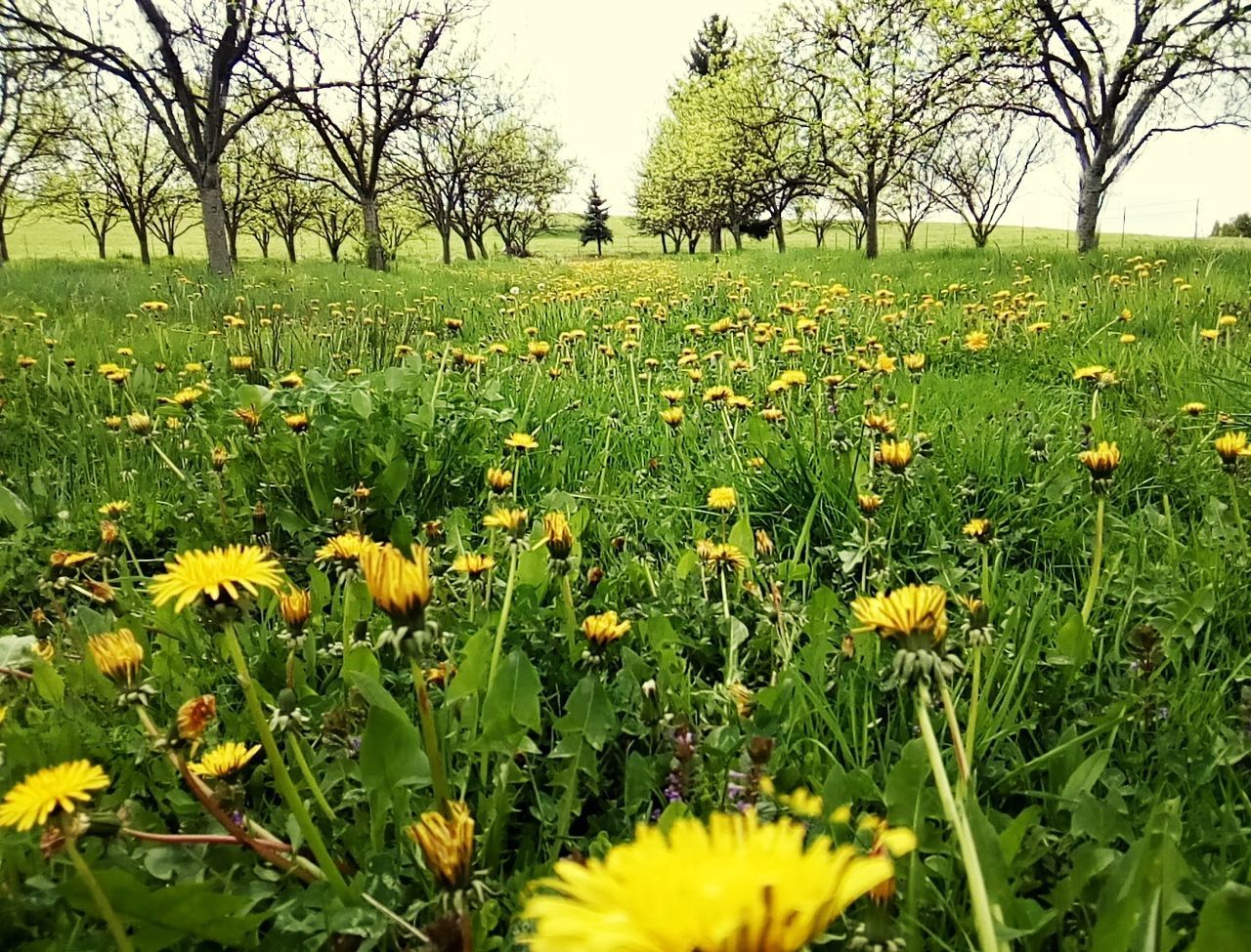 YELLOW FLOWERS ON FIELD