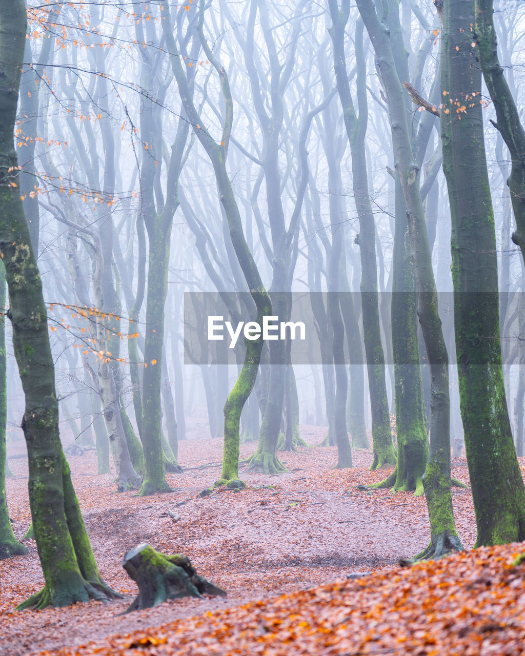 tree, autumn, forest, land, plant, plant part, leaf, trunk, tree trunk, nature, beauty in nature, environment, tranquility, woodland, fog, scenics - nature, landscape, non-urban scene, no people, tranquil scene, sunlight, day, outdoors, natural environment, branch, idyllic, falling, bare tree, deciduous tree
