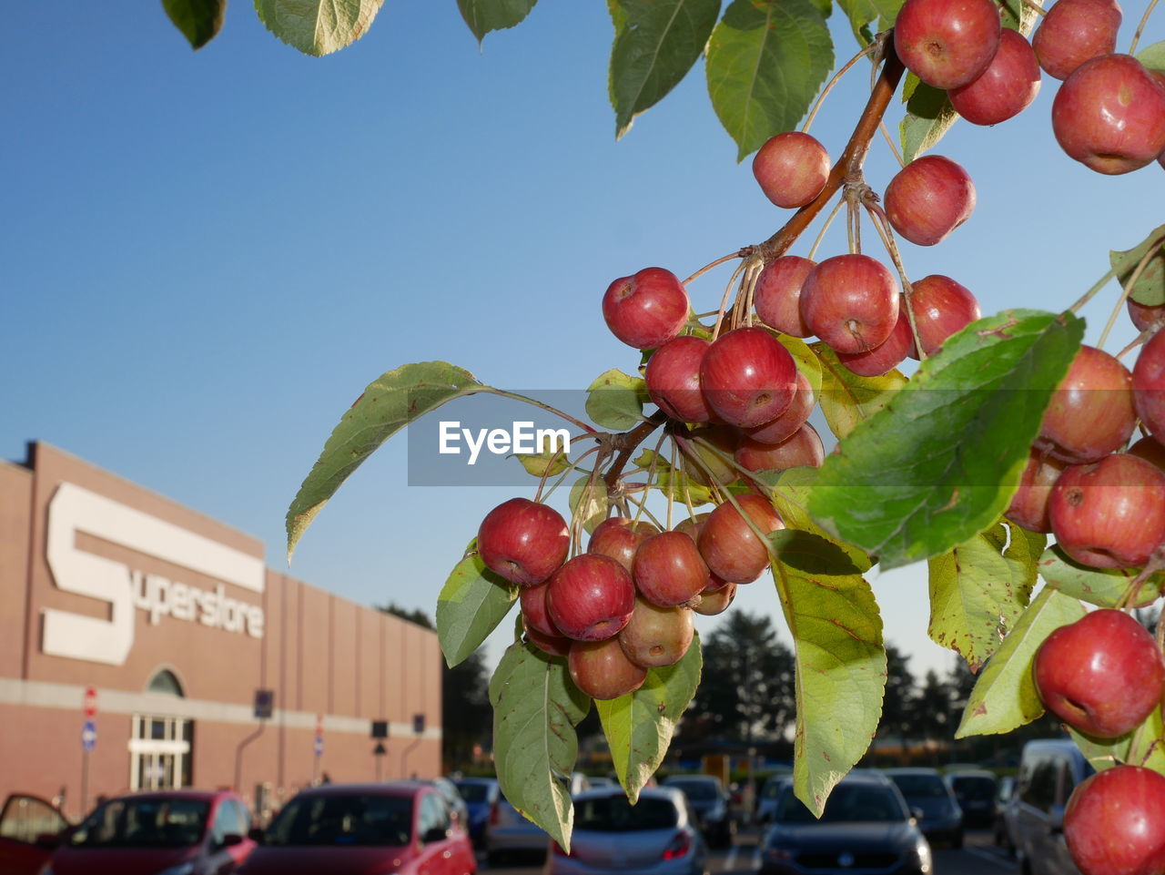 CLOSE-UP OF CHERRIES GROWING ON TREE AGAINST SKY