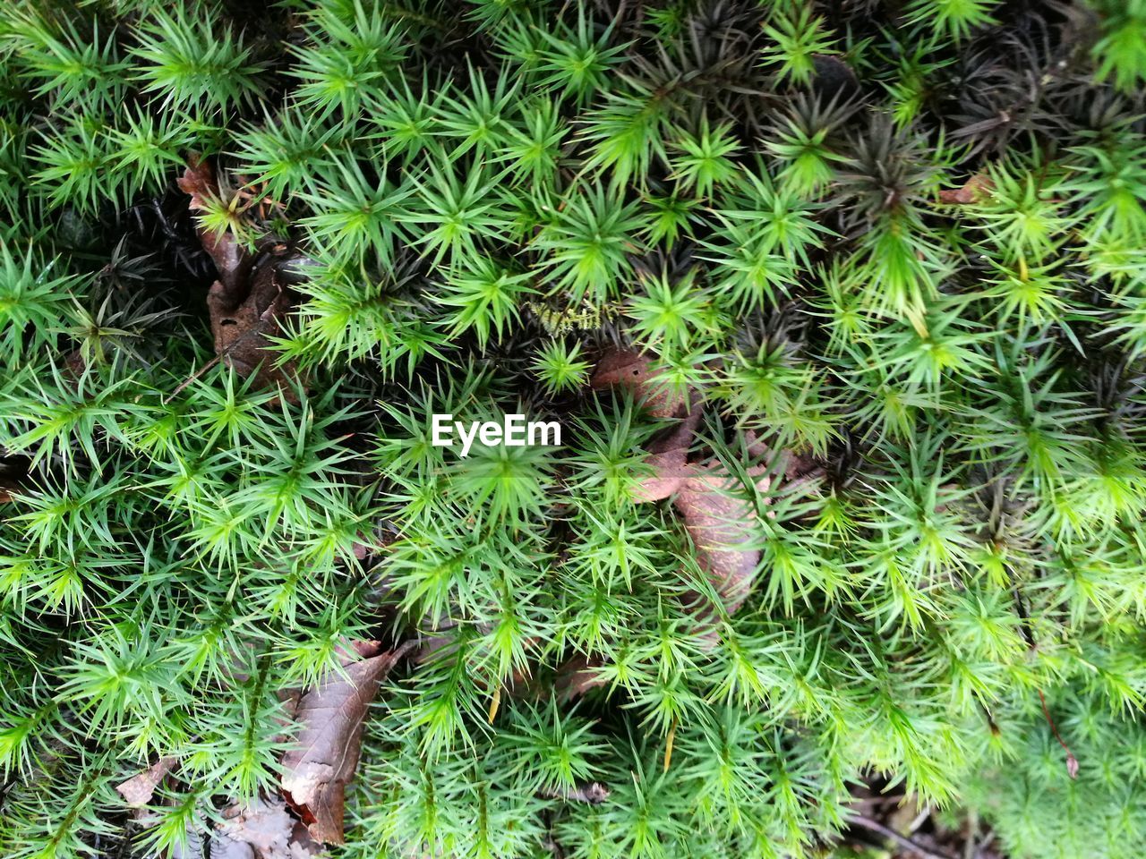 Green growth