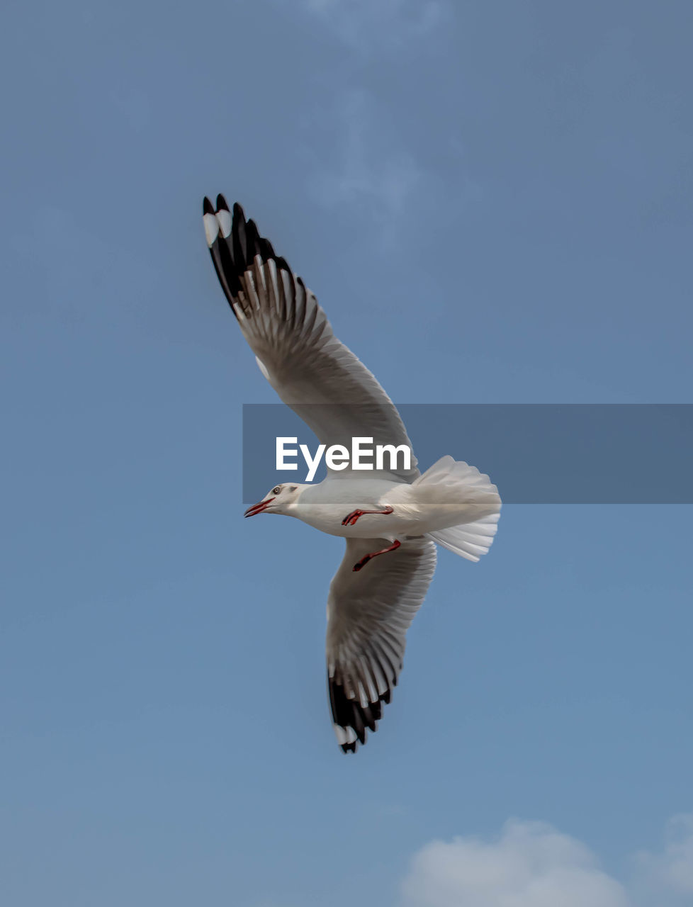 animal themes, animal, flying, bird, animal wildlife, wildlife, spread wings, one animal, sky, gull, animal body part, seabird, mid-air, nature, cloud, animal wing, motion, no people, low angle view, wing, blue, full length, day, outdoors, beak, seagull, beauty in nature