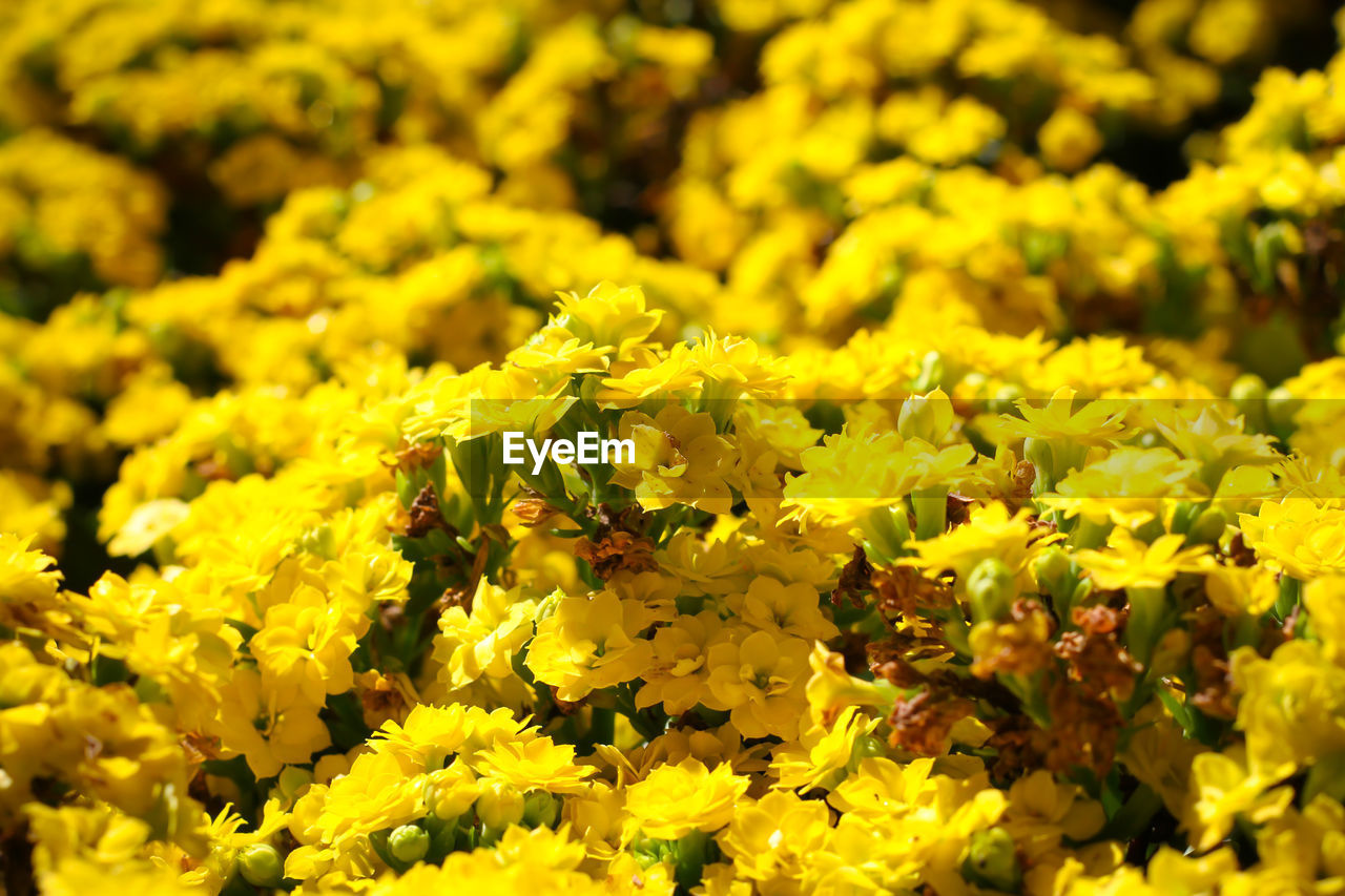 High angle view of flowers growing outdoors