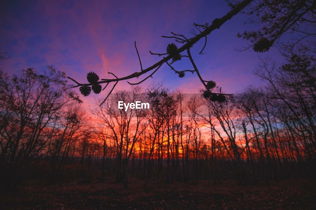 SILHOUETTE OF TREES AT SUNSET