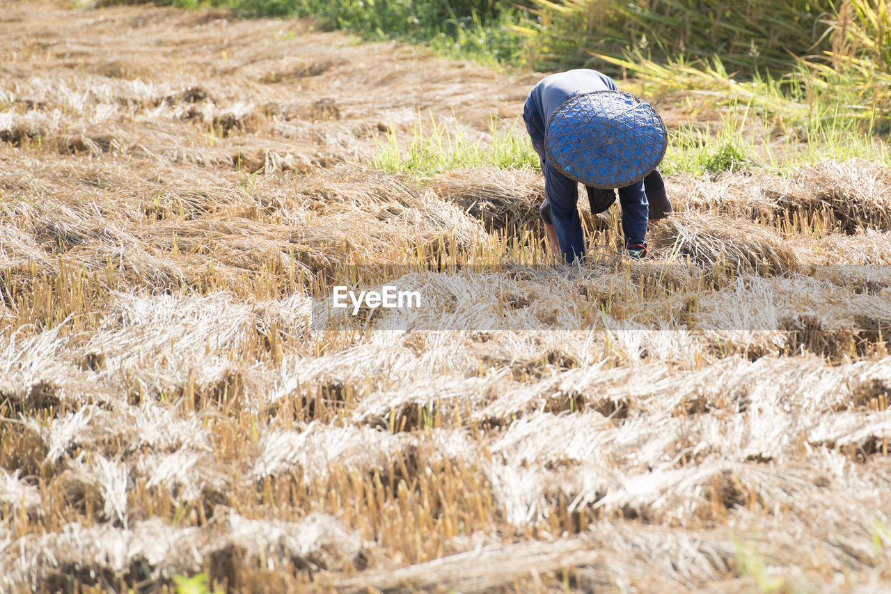 Farmer working at agriculture field