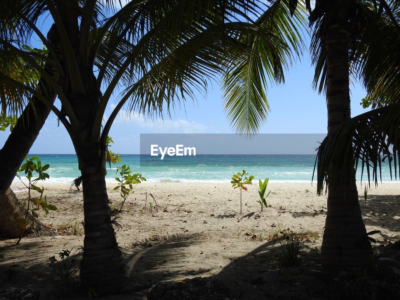 Palm trees by sea against sky