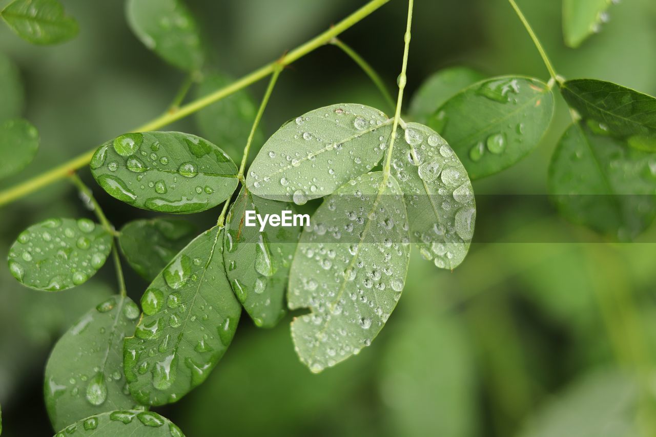 CLOSE-UP OF WET PLANT LEAVES