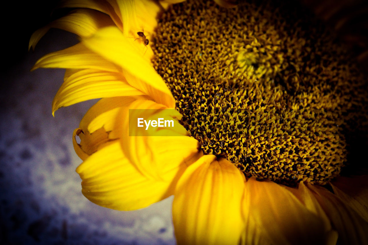 CLOSE-UP VIEW OF SUNFLOWER