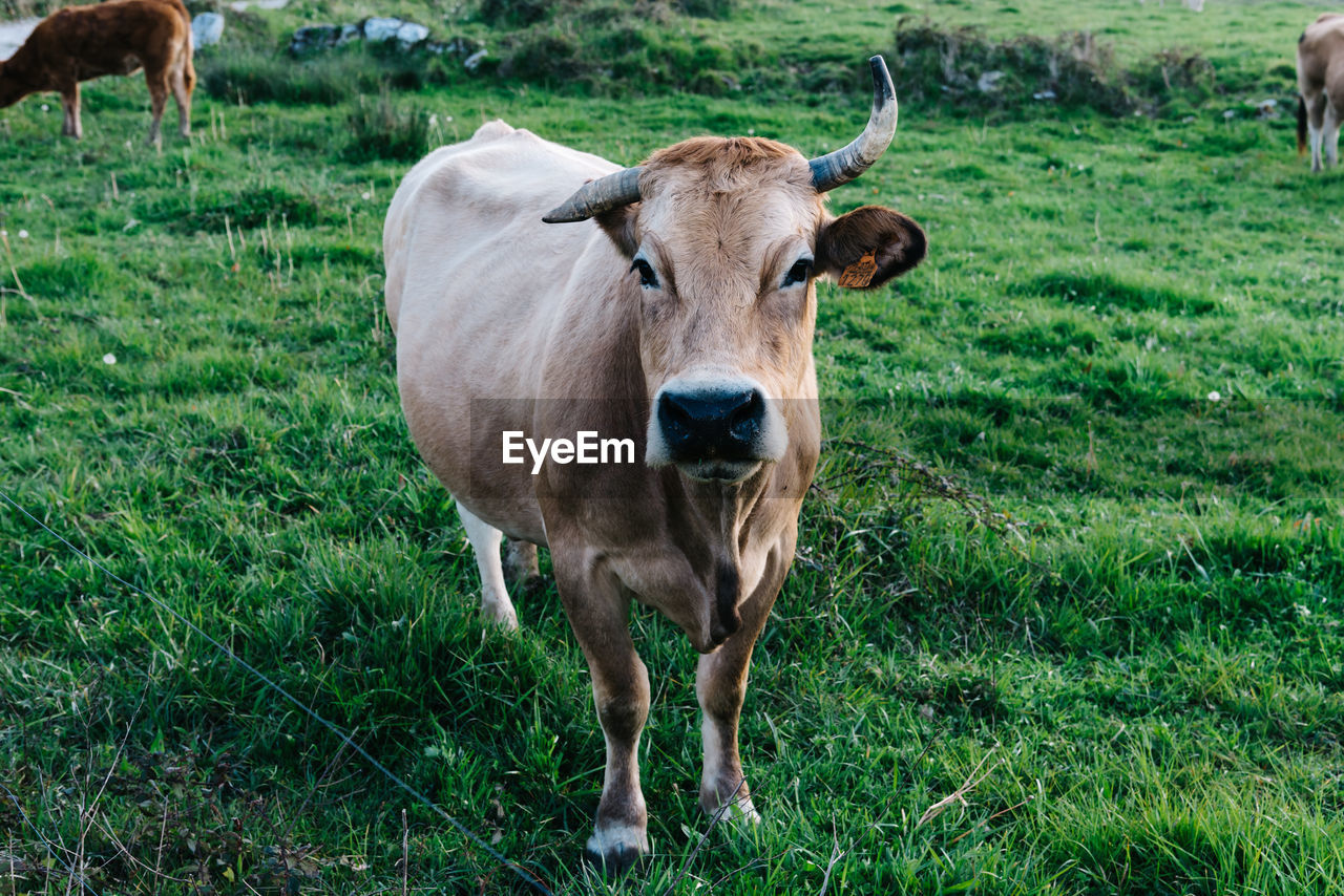 Cow grazing in the field