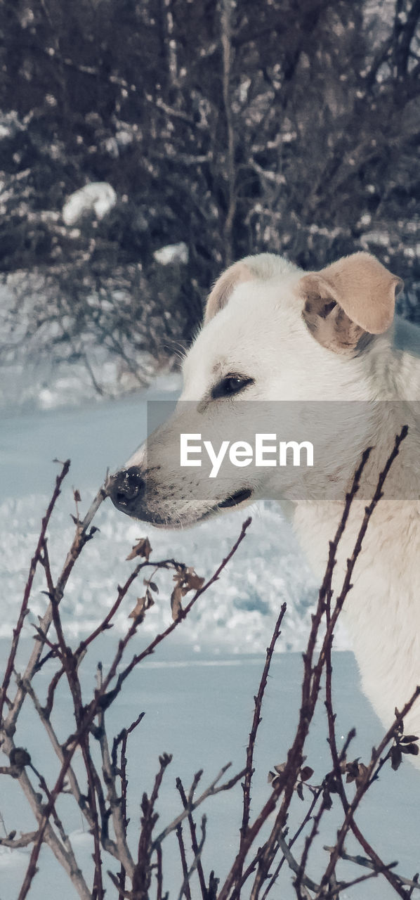 winter, animal, animal themes, one animal, snow, mammal, pet, dog, cold temperature, no people, nature, canine, tree, domestic animals, white, plant, day, focus on foreground, branch, animal wildlife, outdoors, wildlife, land, looking, animal body part