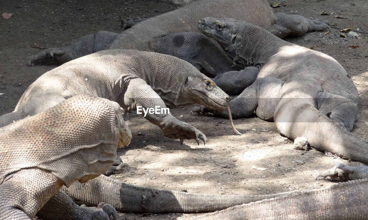 VIEW OF ELEPHANT