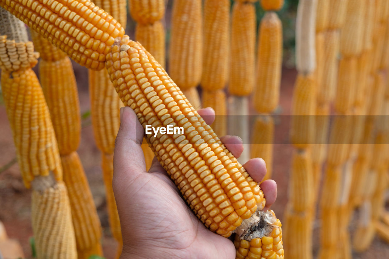 Close-up of hand holding dry corn