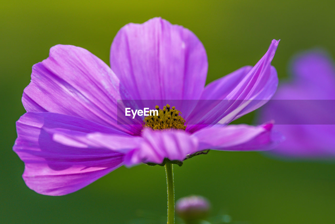 CLOSE-UP OF PURPLE CONEFLOWER