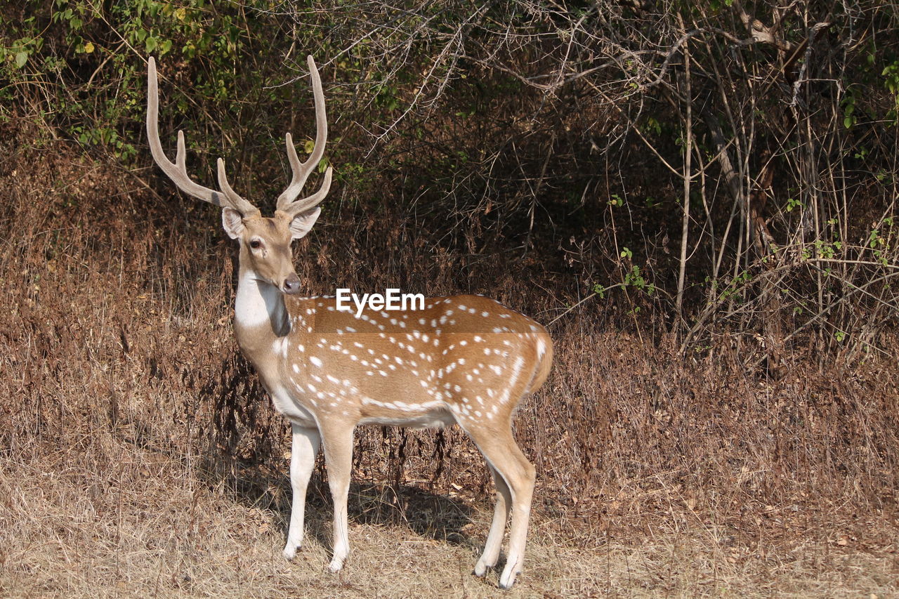 Deer standing at forest