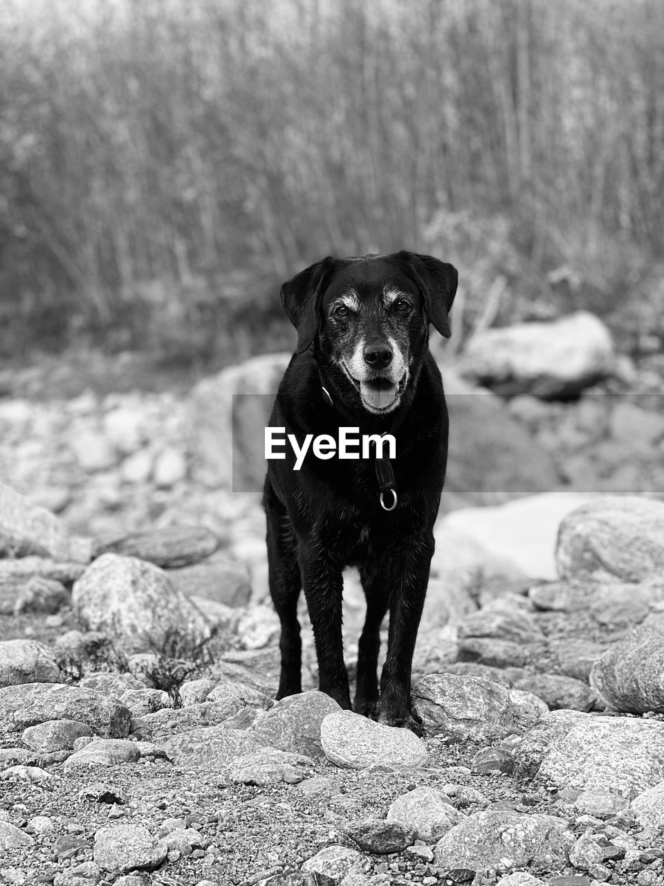 one animal, animal themes, animal, mammal, canine, dog, pet, domestic animals, black, black and white, labrador retriever, portrait, monochrome, looking at camera, monochrome photography, rock, no people, nature, day, standing, black labrador, full length, focus on foreground, sitting, outdoors, land, retriever