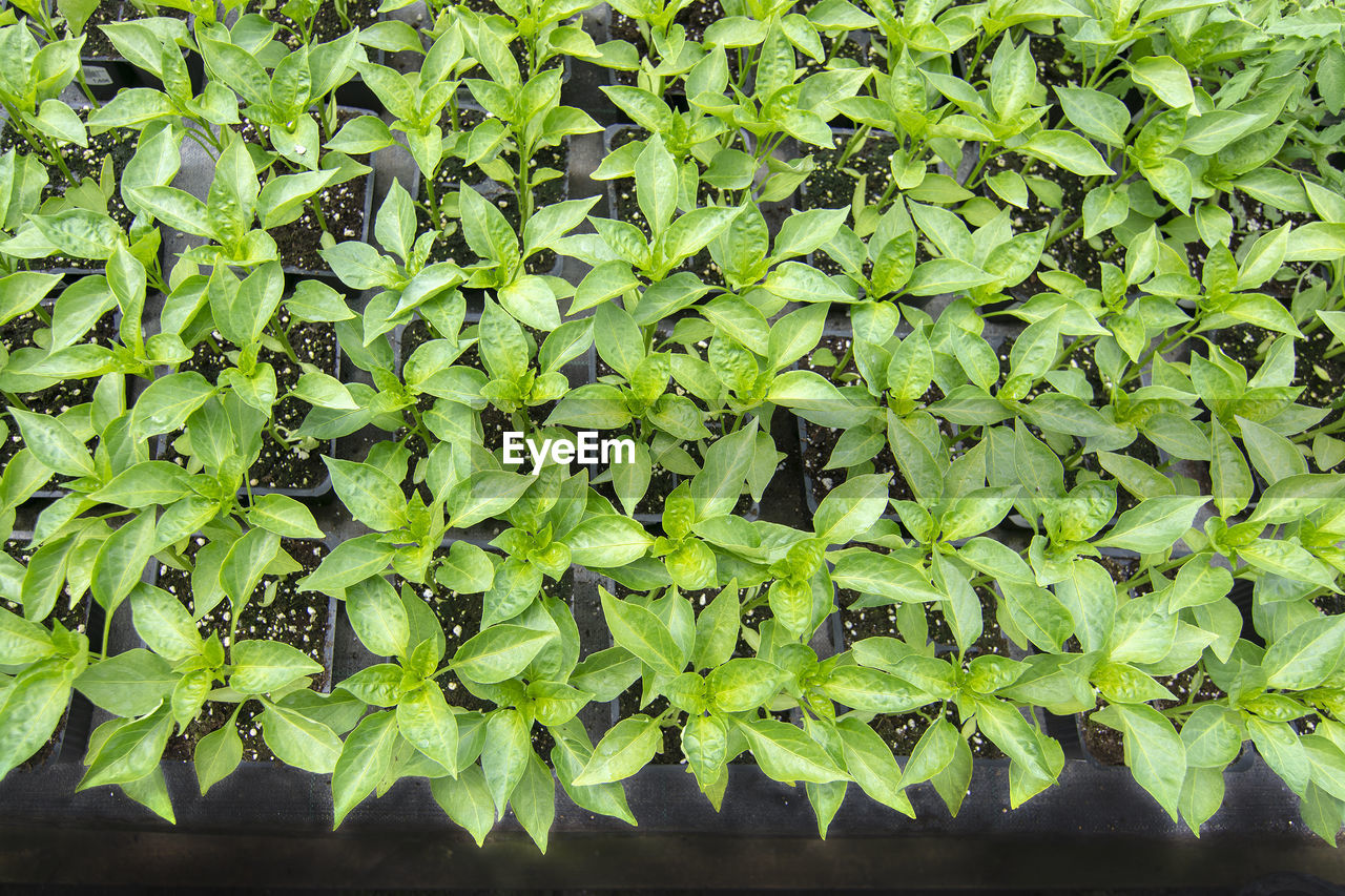 FULL FRAME SHOT OF FRESH GREEN LEAVES FLOATING ON PLANT