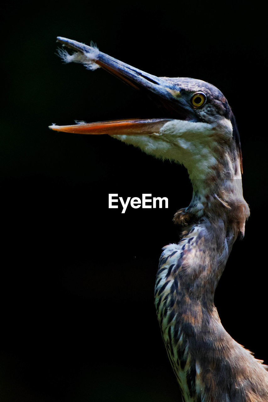 Close-up of gray heron against black background
