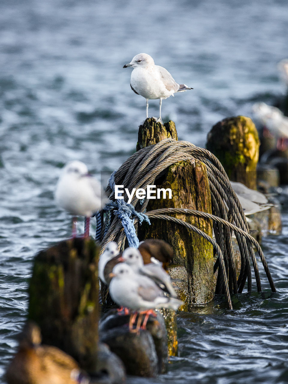 Seagulls perching on wooden posts at