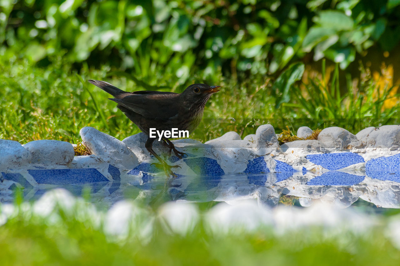 CLOSE-UP OF BIRDS PERCHING ON ROCK