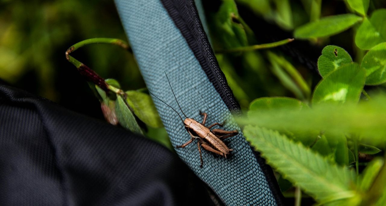 Close-up of insect on textile by plants