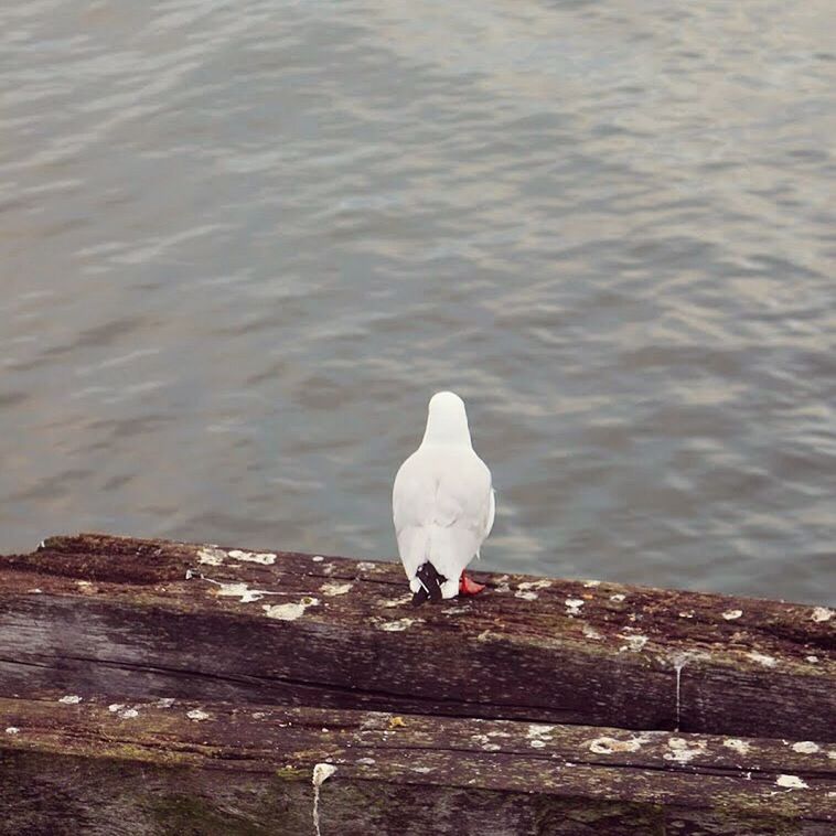 BIRDS IN WATER