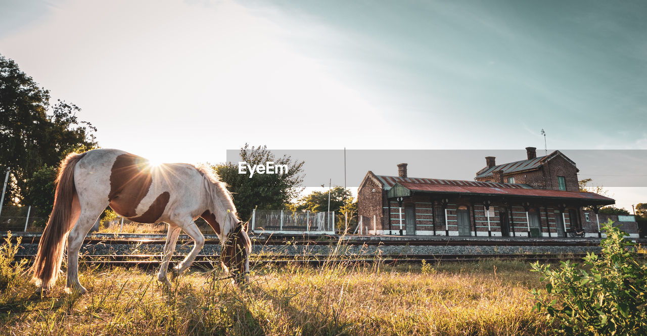 White and brown wild horse grazing at sunset on the side of the train