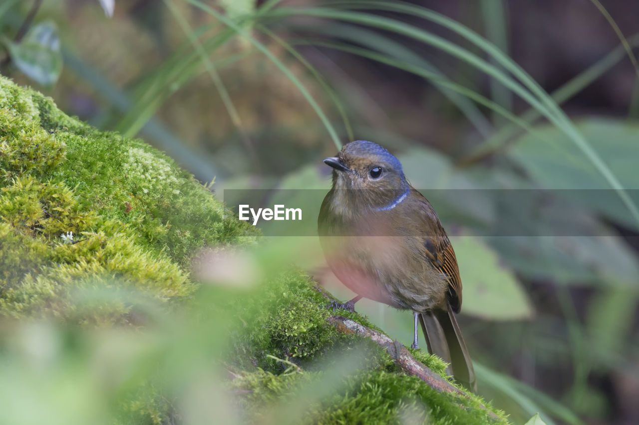 CLOSE-UP OF A BIRD PERCHING ON A LAND