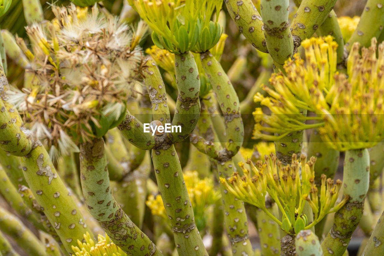 Close-up of flowering plant