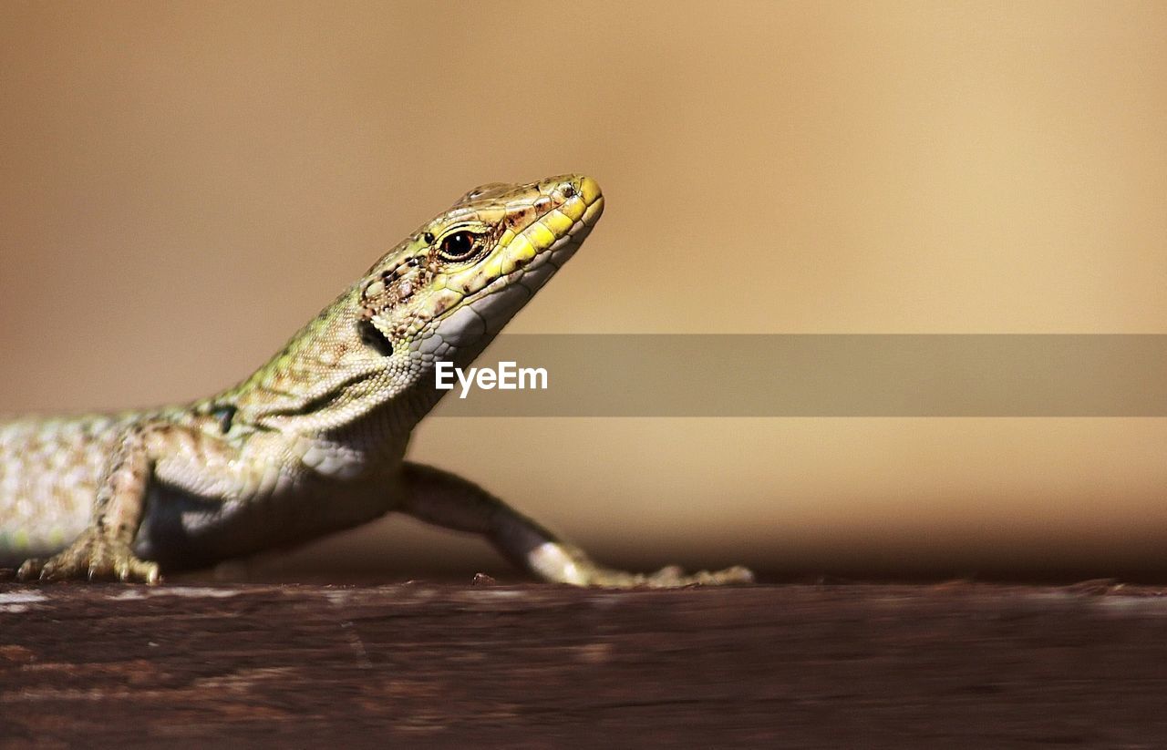 SIDE VIEW OF A LIZARD ON A ROCK