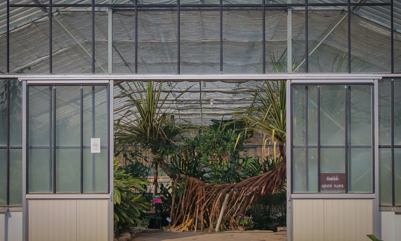 POTTED PLANTS IN GREENHOUSE AGAINST WINDOW