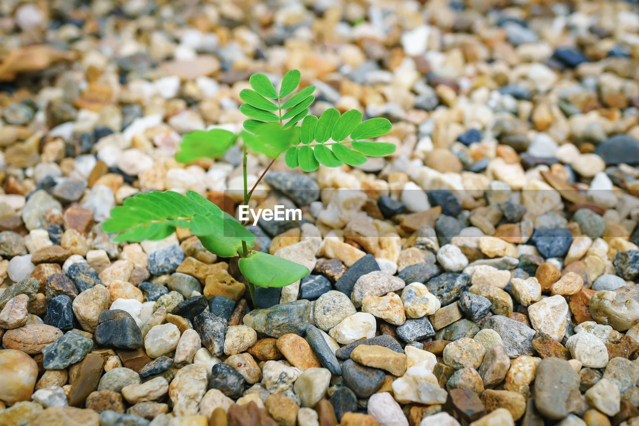 High angle view of small plant growing on stones