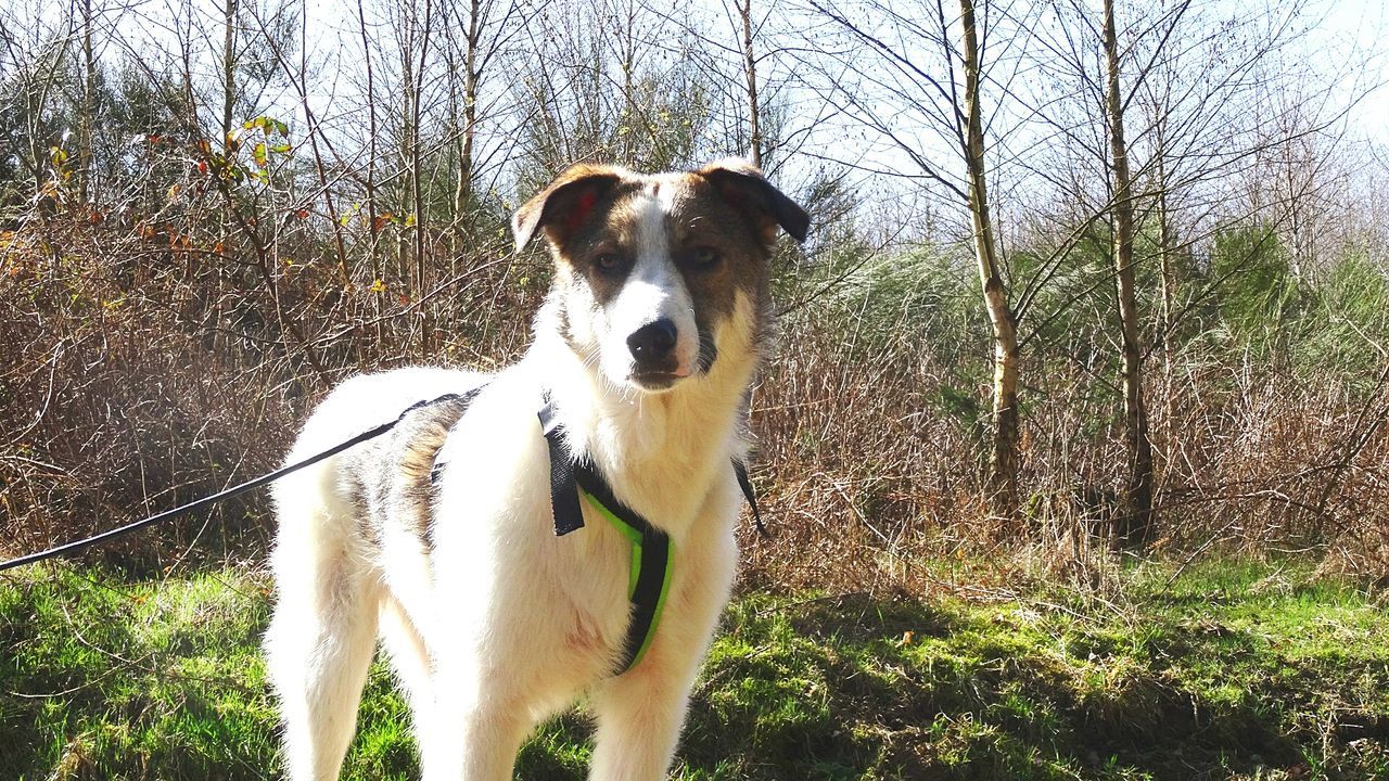 PORTRAIT OF DOG STANDING ON TREE AGAINST SKY