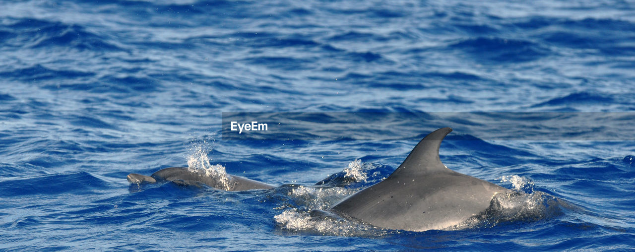 Panoramic of dolphins swimming in sea