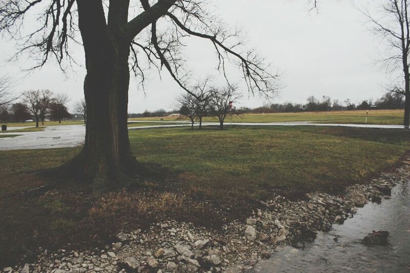 BARE TREES ON GRASSY FIELD