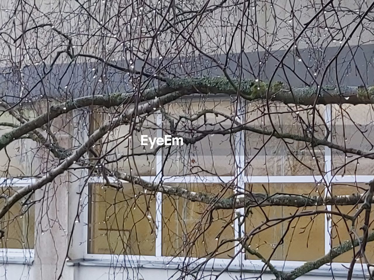 BARE TREES BY FENCE DURING WINTER