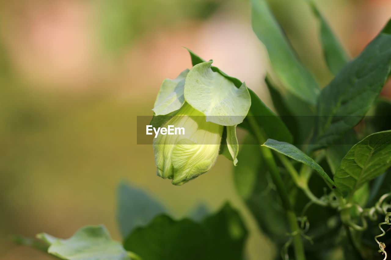 Close-up of green plant